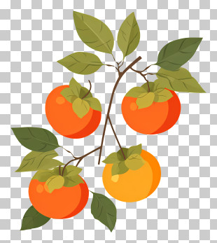 Persimmons - Persimmons On A Branch PNG