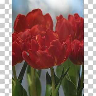 Tulip Plant Stem Bulb Petal Double Early PNG