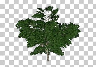 Common Grape Vine Wine PNG