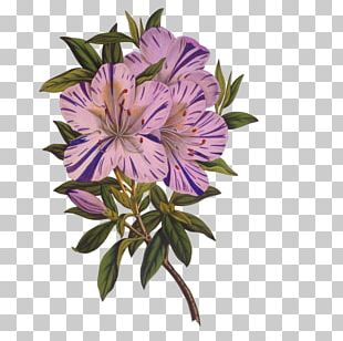Flower Drawing Azalea Photography PNG