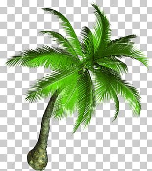 Asian Palmyra Palm Coconut Tree PNG