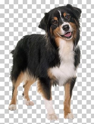 Australian Shepherd Puppy Photo-book PNG