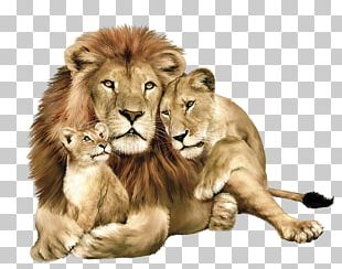 Gir Forest National Park Felidae Tiger Blanket Cat PNG