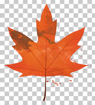 Autumn Maple Leaf - Orange Maple Leaf For Autumn Theme PNG