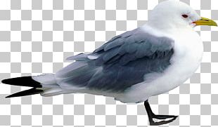 European Herring Gull Great Black-backed Gull Bird PNG