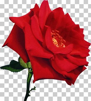 Flower Red Beach Rose Garden Roses PNG