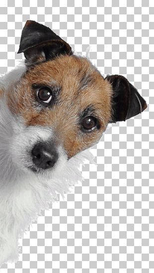 Jack Russell Terrier Max Gidget The Secret Life Of Pets PNG, Clipart ...