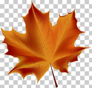 Autumn Leaf Color Maple Leaf Red Maple PNG, Clipart, Autumn, Autumn ...