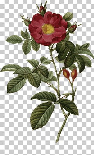 Beautiful Flowers Borders PNG, Clipart, Beautiful Clipart, Borders ...