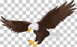 Bald Eagle Stock Photography PNG, Clipart, Alamy, American Eagle ...