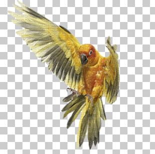 Companion Parrot Bird Macaw PNG, Clipart, Animals, Beak, Bird, Bird ...