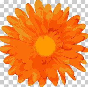 Motif Drawing PNG