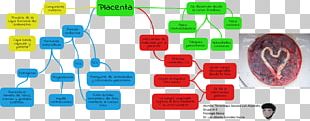 Placenta Childbirth Physiology Pregnancy Nutrient PNG