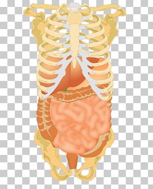 Abdominopelvic Cavity Abdomen Quadrant Organ Anatomy PNG, Clipart ...
