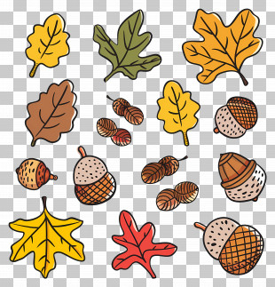 Autumn Leaves - Illustrations Of Autumn Leaves And Acorns PNG