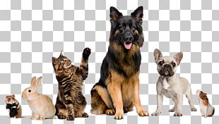 Cat Veterinarian Pet Animal Border Collie PNG
