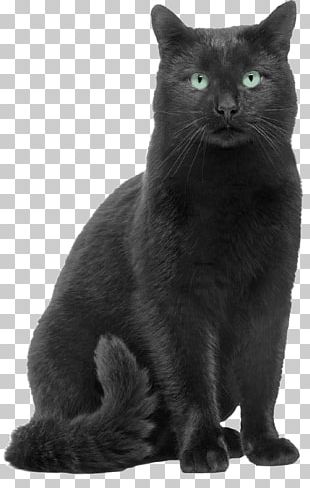 Black Cat Bombay Cat Korat Chartreux Malayan Cat PNG, Clipart, Asian ...