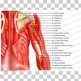 Serratus Anterior Muscle Serratus Posterior Inferior Muscle Muscular ...