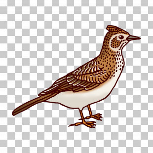 skylark bird clipart pictures