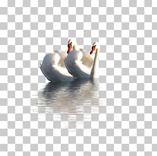Domestic Goose Duck Bird Mute Swan PNG, Clipart, Animal, Animals, Beak ...