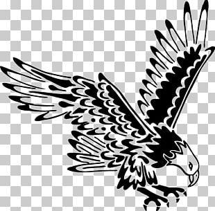 Bald Eagle Just Eagles Black-and-white Hawk-eagle PNG, Clipart, Bald ...