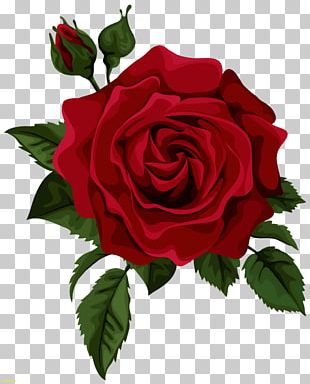 Hybrid Tea Rose Hybrid Tea Rose Flower PNG, Clipart, Arizona Beverage ...