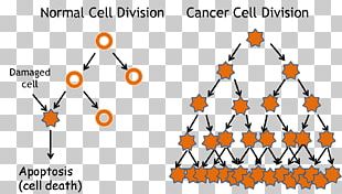 Mitosis And Meiosis Cell Division PNG, Clipart, Anaphase, Body Jewelry ...