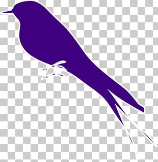 Lovebird Finch Mockingbird PNG