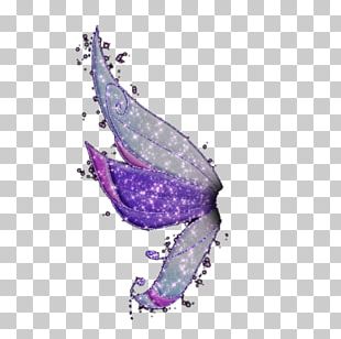 Marine Mammal Art Invertebrate Fish PNG