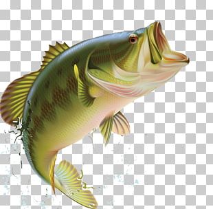 Bass Fishing Largemouth Bass PNG, Clipart, Angling, Art, Barramundi ...