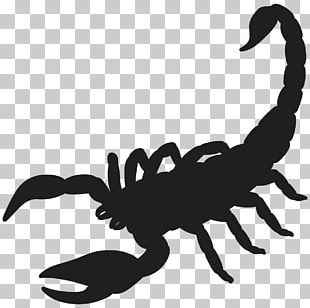 Scorpion Silhouette Drawing PNG, Clipart, Artwork, Beak, Black And ...