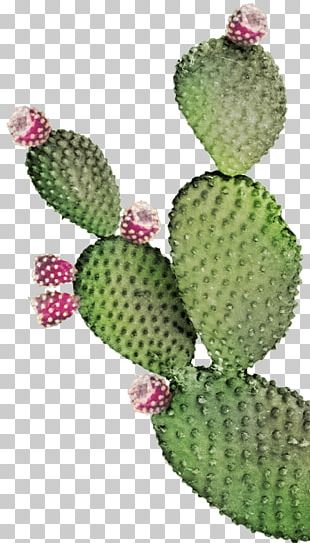 Green Prickly Pear Cactus Bloom PNG, Clipart, Bloom Clipart, Cactus ...