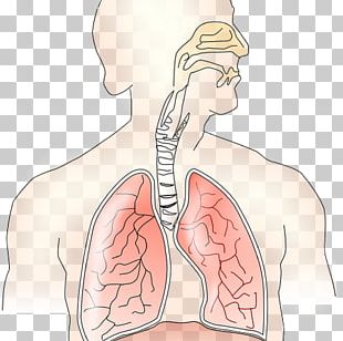 Lungs PNG Images, Lungs Clipart Free Download