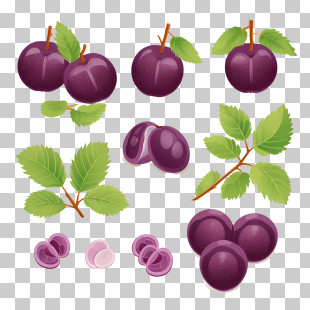Plum - Purple Plums And Green Leaves Illustration PNG