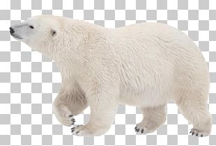 Polar Bear PNG, Clipart, Animal, Animals, Baby Bear, Bear, Bears Free ...