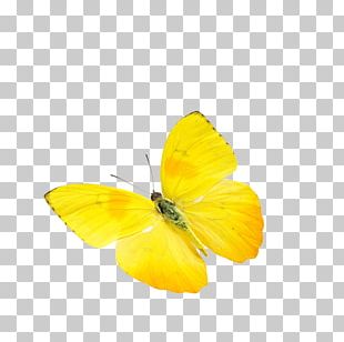 Monarch Butterfly Pieridae Poster PNG