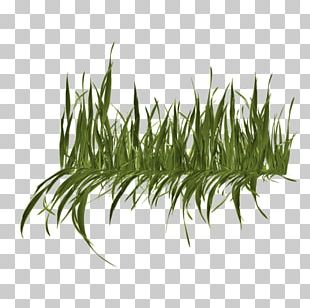Pampas Grass PNG Images, Pampas Grass Clipart Free Download