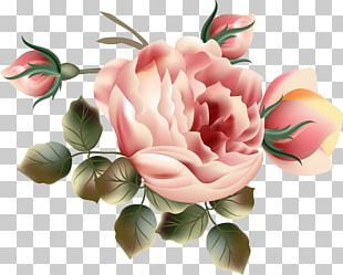 Flower Garden Roses Floral Design High-definition Television PNG ...