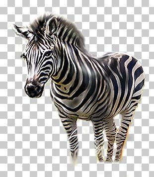 zebra head png