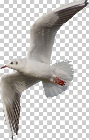 European Herring Gull Gulls Great Black-backed Gull Bird PNG