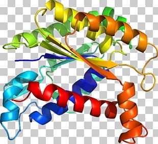 Organism Line Animal PNG