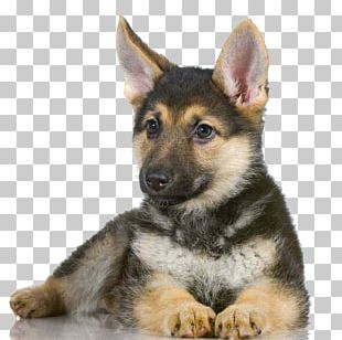 German Shepherd Puppy Stock Photography Cuteness PNG, Clipart, Animals ...