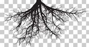 Root Tree Stock Photography PNG, Clipart, Branch, Computer Icons ...