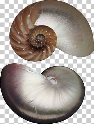 Nautilus Seashell Marine Invertebrates Animal Pearl PNG