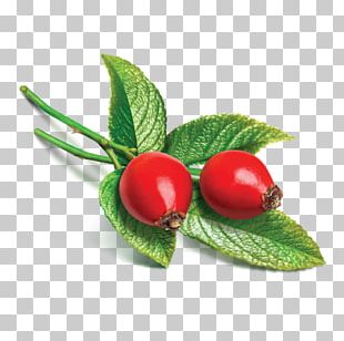 Rose Hip Seed Oil Essential Oil Carrier Oil PNG