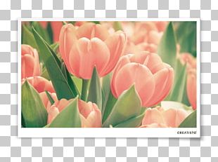 Tulip Furniture Foil Wall Decal Bedroom PNG