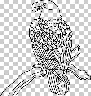 philippine eagle png images philippine eagle clipart free download philippine eagle png images philippine