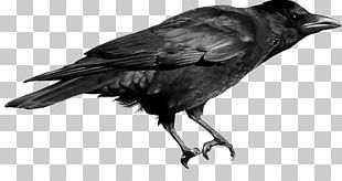 Rook Crow Common Raven PNG