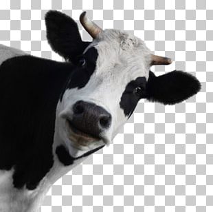 Holstein Friesian Cattle Brown Swiss Cattle Jersey Cattle PNG, Clipart ...