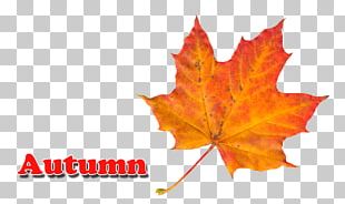 Autumn Tree Maple PNG, Clipart, Autumn, Autumn Clipart, Autumn Trees ...